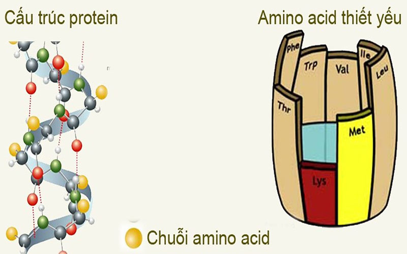 Các loại amino acid thiết yếu